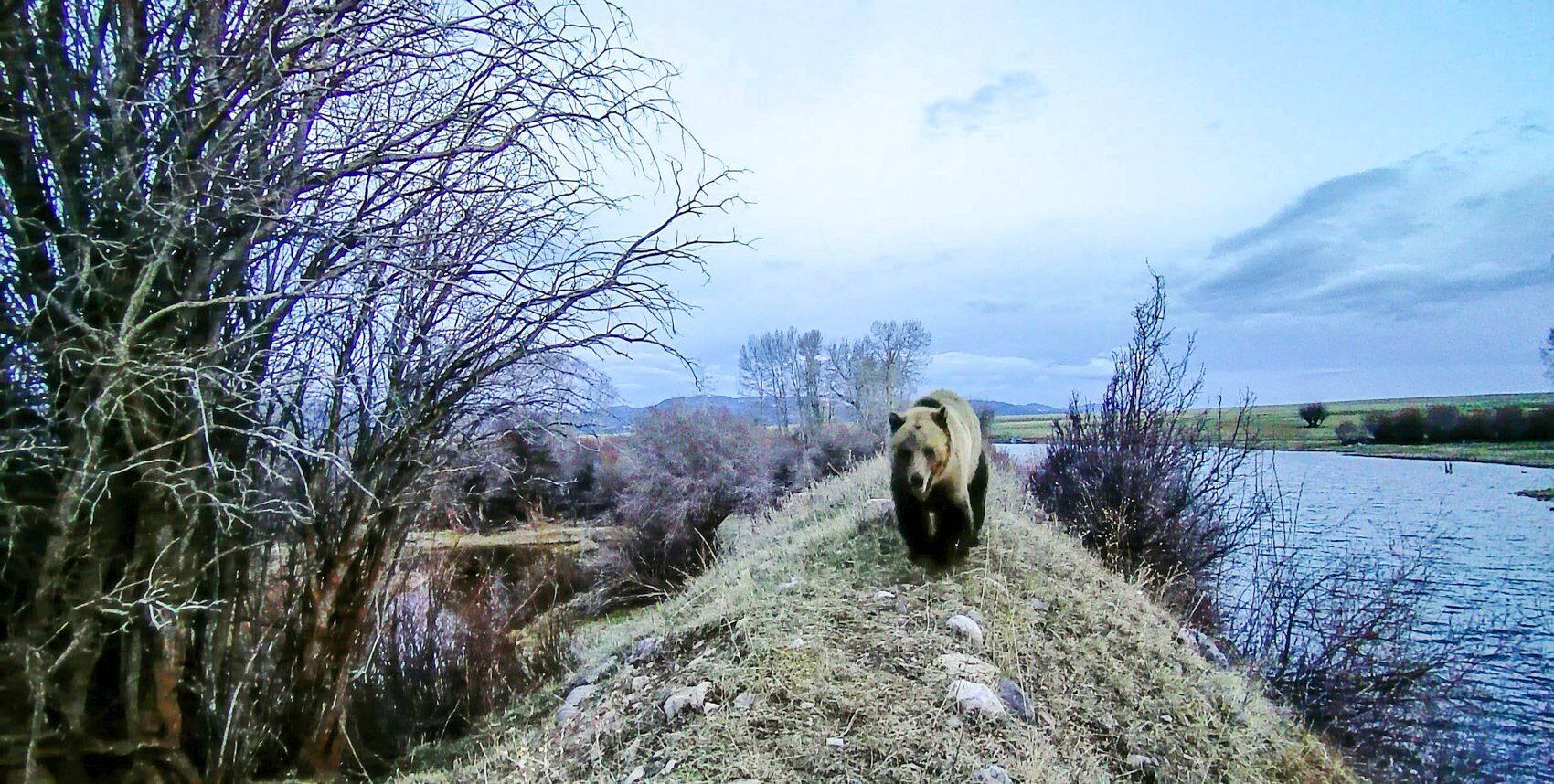 Avon grizzly
